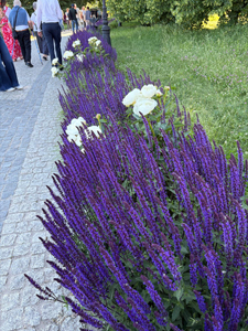 Korte (14).jpg